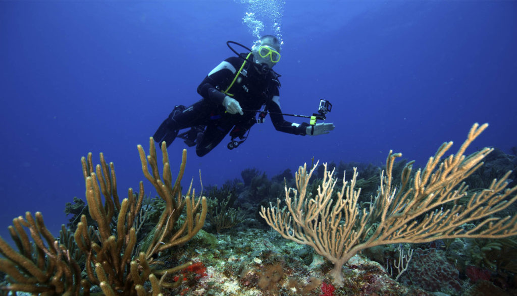 CUEVITAS REEF DIVES